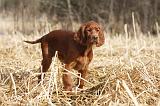SETTER IRLANDAIS 512